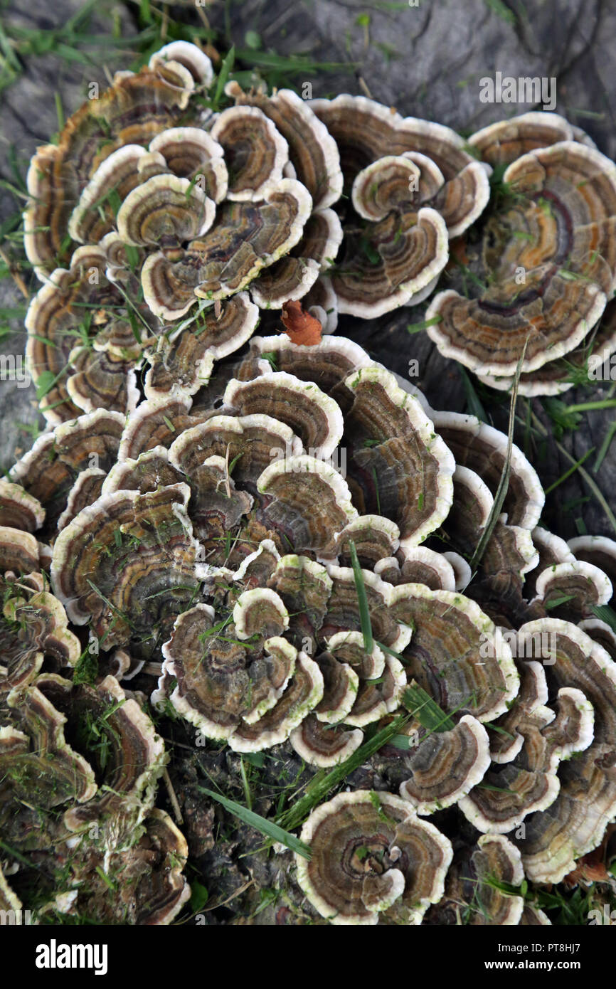 Mushrooms growing on a tree stump in the fall Stock Photo - Alamy