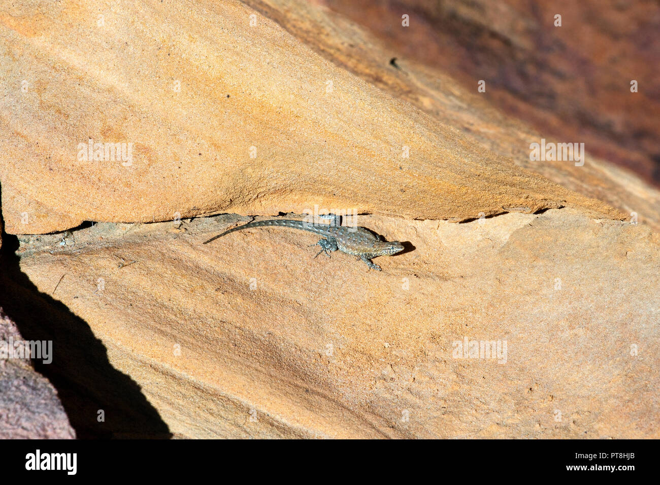 Desert Spiny Lizard on sandstone in Valley of Fire State Park Stock Photo