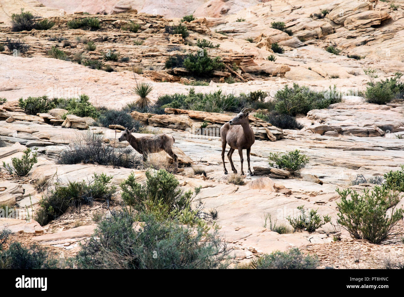 Desert Big Horn Sheep at scenic Valley of Fire State Park near Las