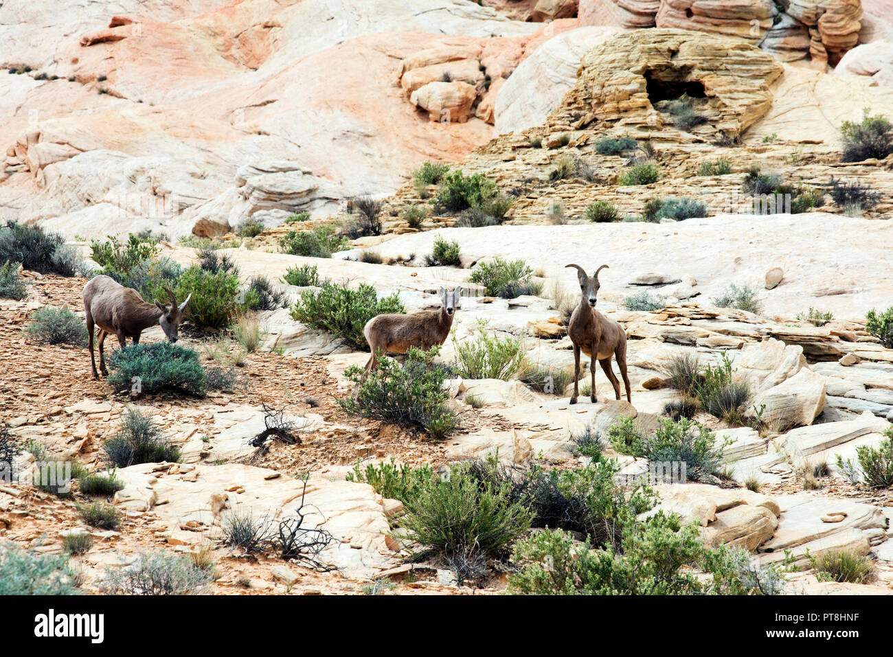 Desert Big Horn Sheep at scenic Valley of Fire State Park near Las