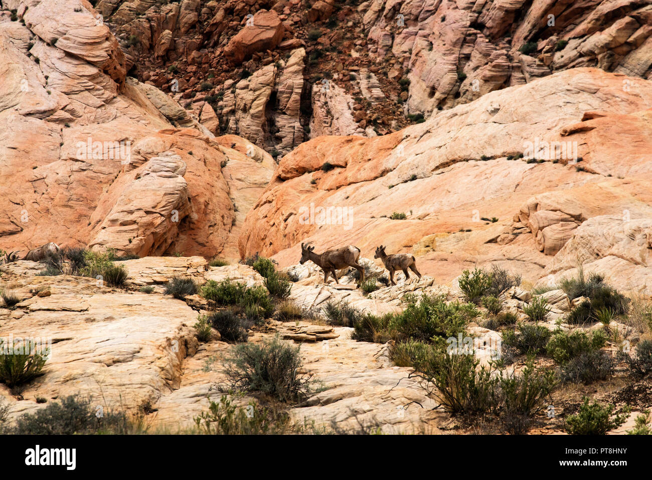 Desert Big Horn Sheep at scenic Valley of Fire State Park near Las