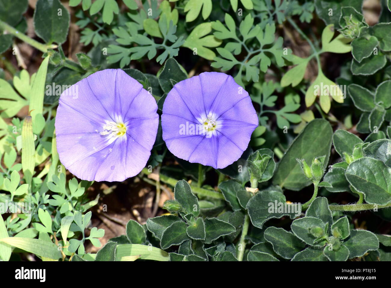 Vibrant purple flower five hi-res stock photography and images - Alamy