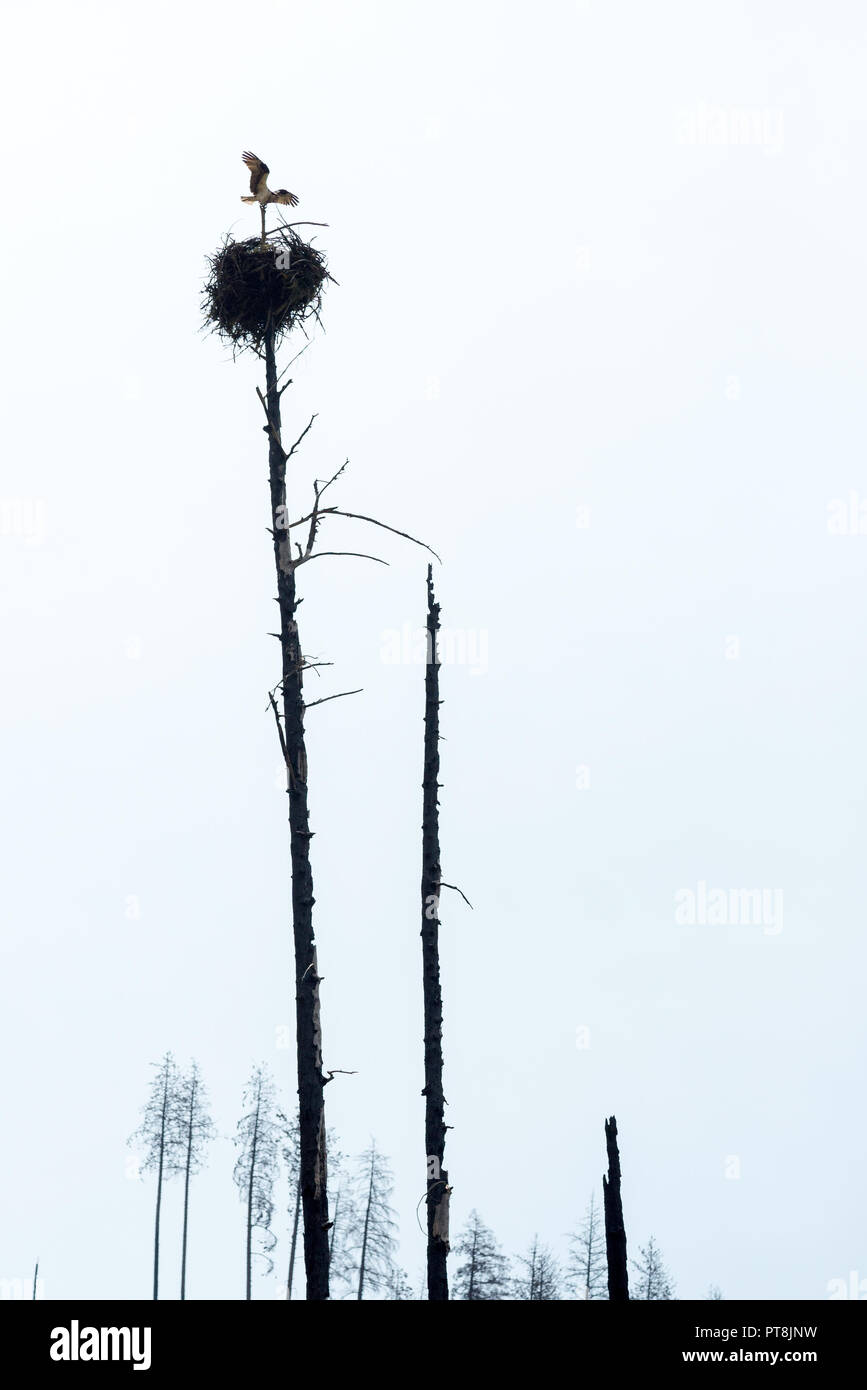 Osprey And Nest Along The Selway River In Idaho s Selway Bitterroot osprey-and-nest-along-the-selway-river-in-idaho-s-selway-bitterroot