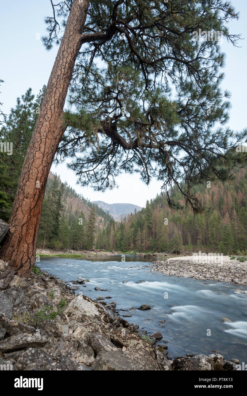 Ponderosa pine tree growing at the high water mark of the Selway River, Idaho Stock Photo Alamy