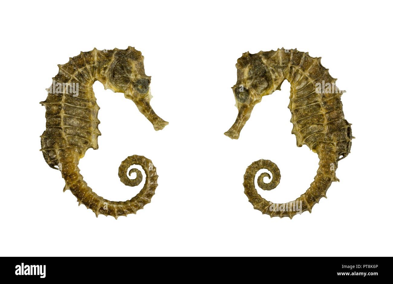 Two skate isolated on white background close-up Stock Photo