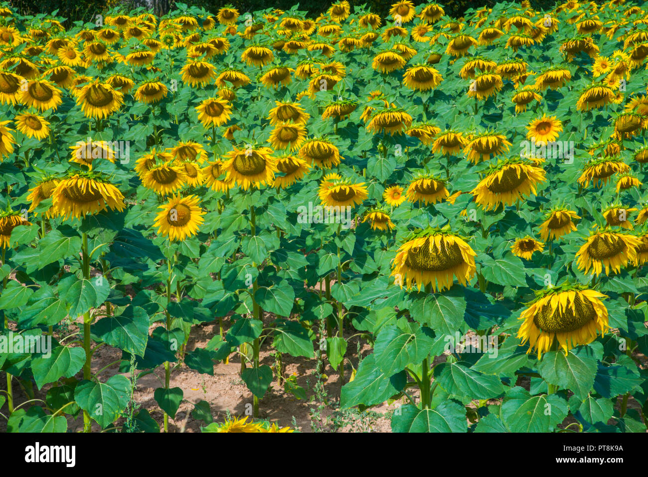 Sunflowers. Stock Photo