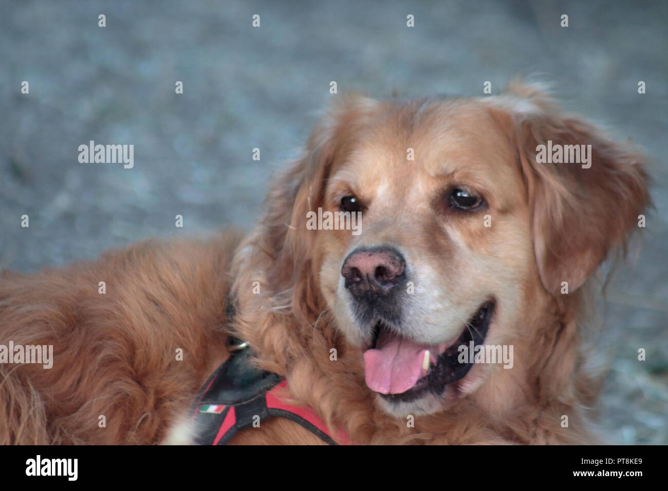 Golden Retriever Grooming Styles: Groomer's Picks for the Best Haircuts