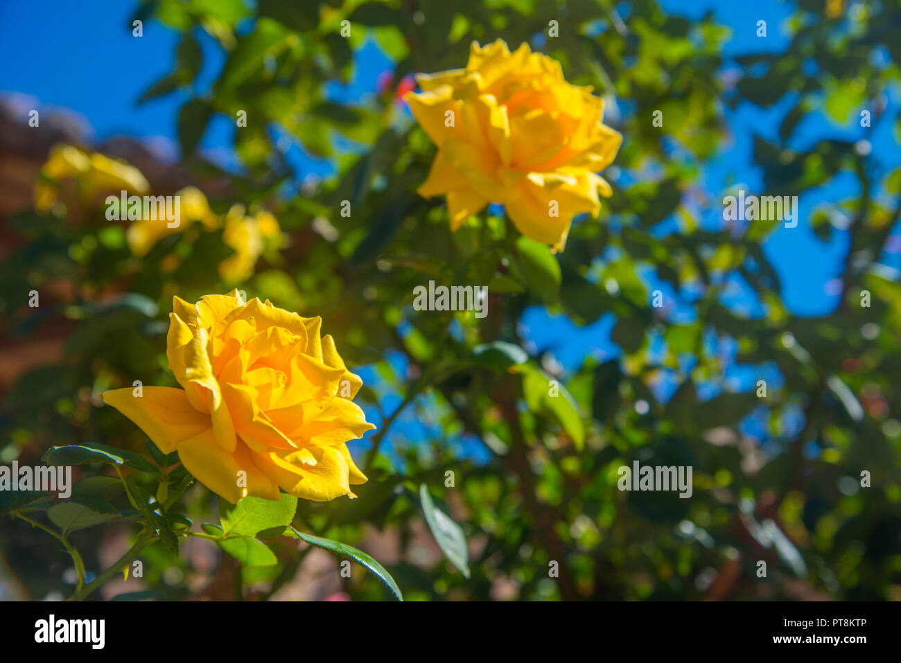 Two yellow roses Stock Photo