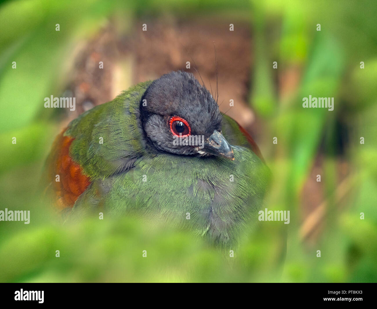 Female Crested wood partridge Rollulus rouloul. roul-roul, red-crowned wood partridge Stock Photo