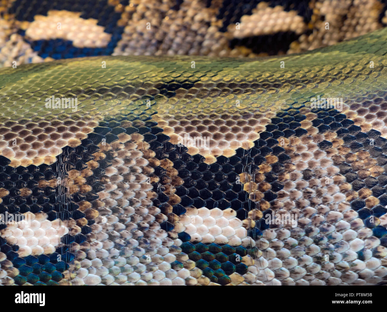 Skin pattern of Reticulated python Python reticulatus Captive photograph Stock Photo
