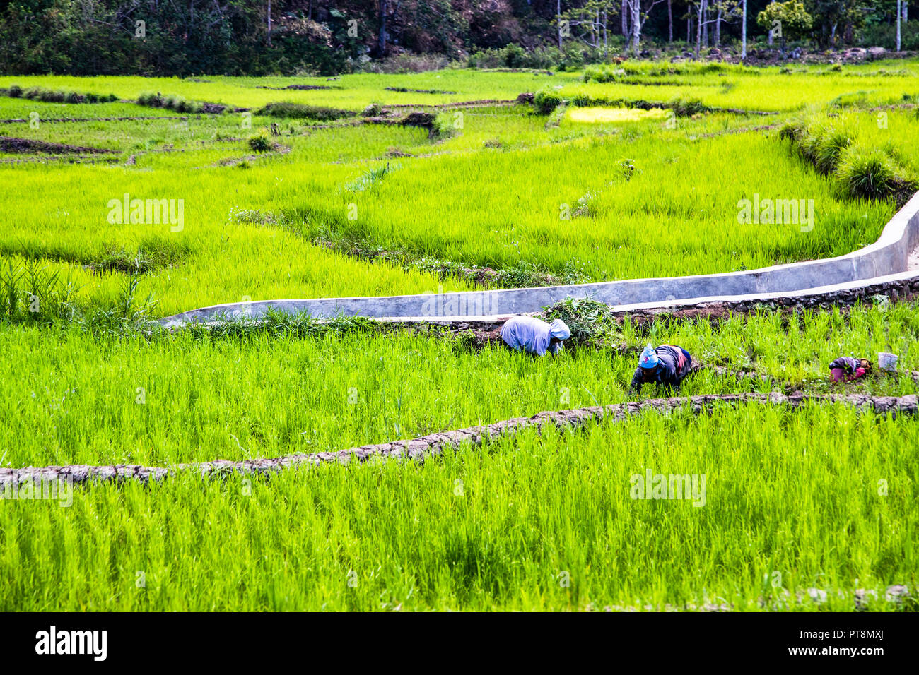 Rice Paddy in Indonesia Stock Photo