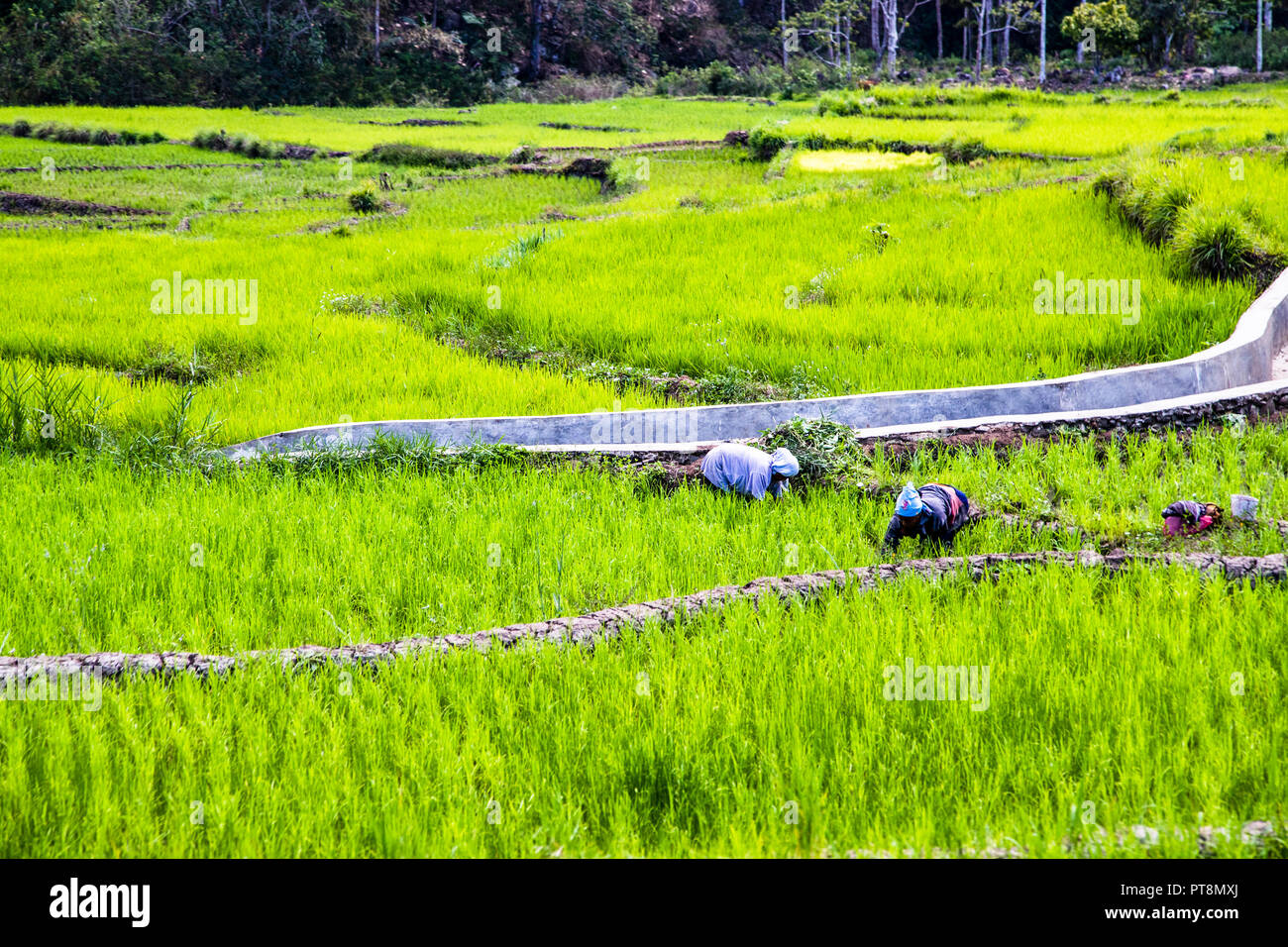 Two farm workers bend over while working in a rice paddy near Ende, Flores, Indonesia. Stock Photo
