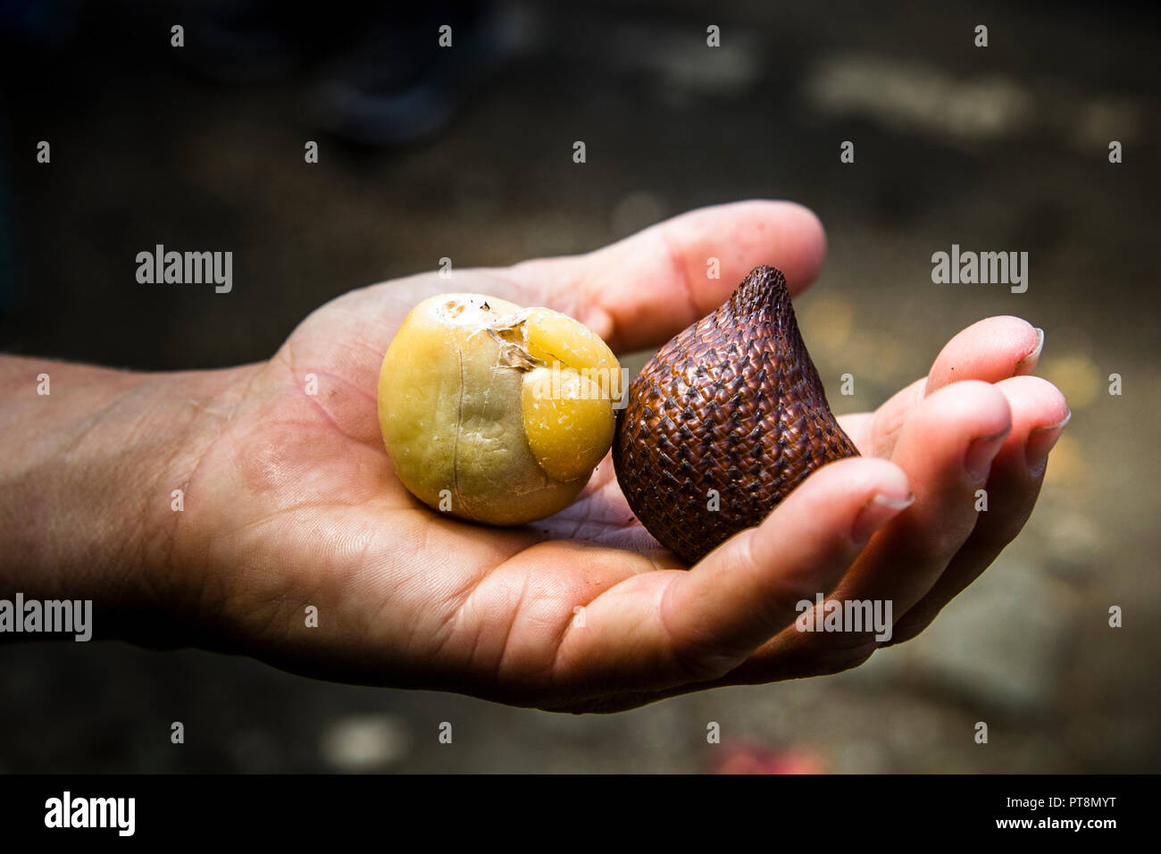 Snake Fruit in Indonesia Stock Photo