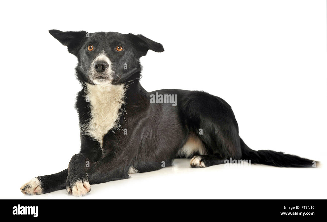 Mixed breed black dog in a white background Stock Photo Alamy