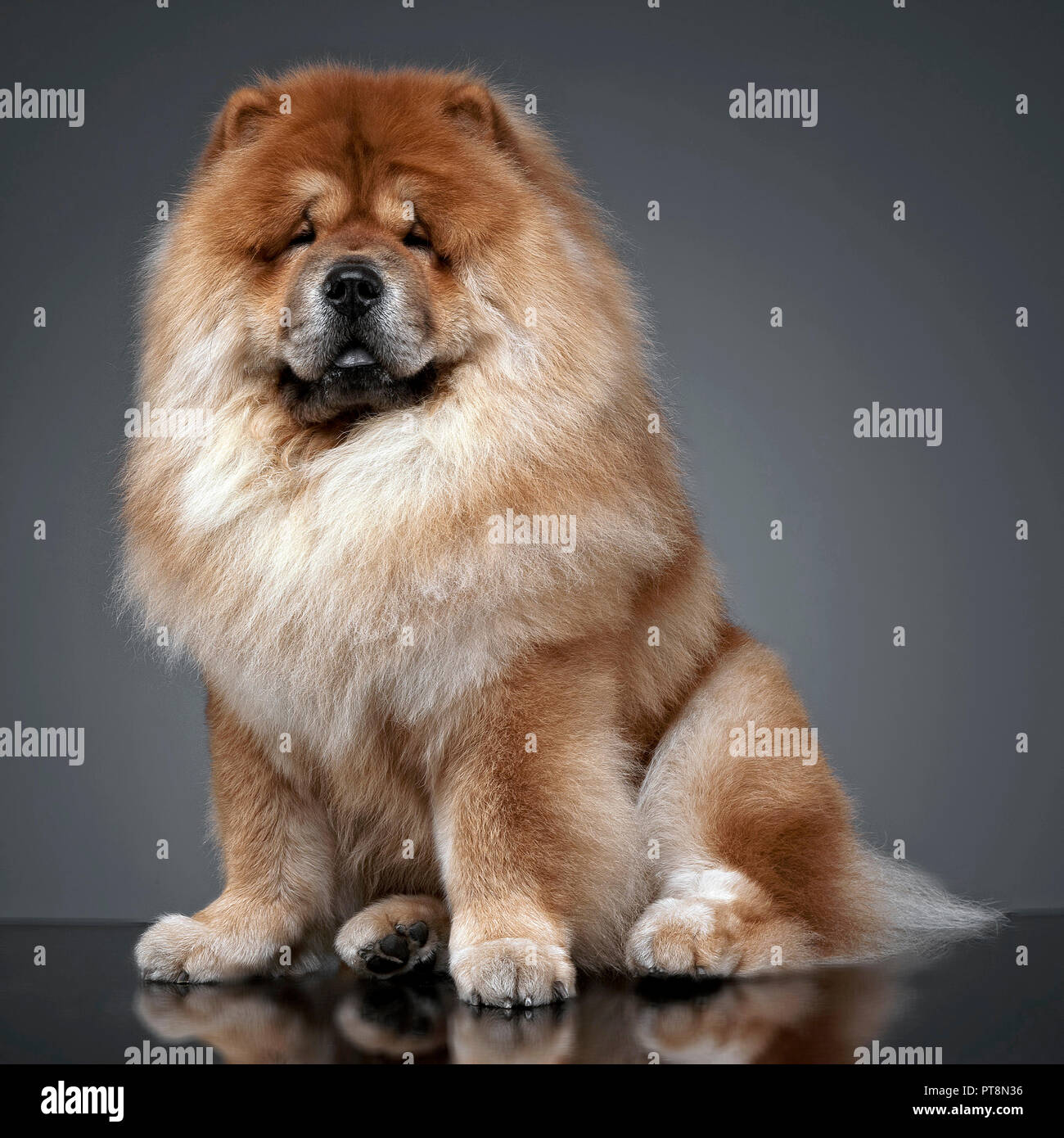Chow Chow In A Gray Photo Studio Stock Photo Alamy
