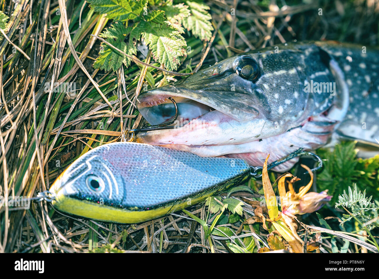 Pike on grass with bait in a mouth Stock Photo