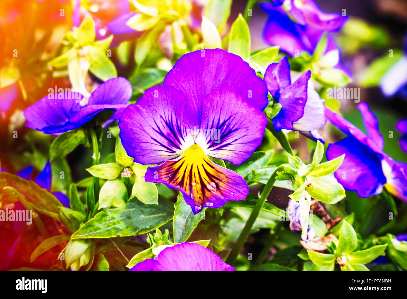 Flowers Viola tricolor Pansy in sunlight Stock Photo - Alamy