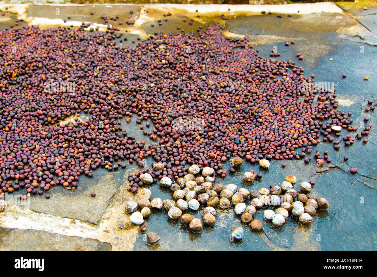 Coffee dries freshly harvested in Indonesia. When imported into Australia, it must be declared Stock Photo