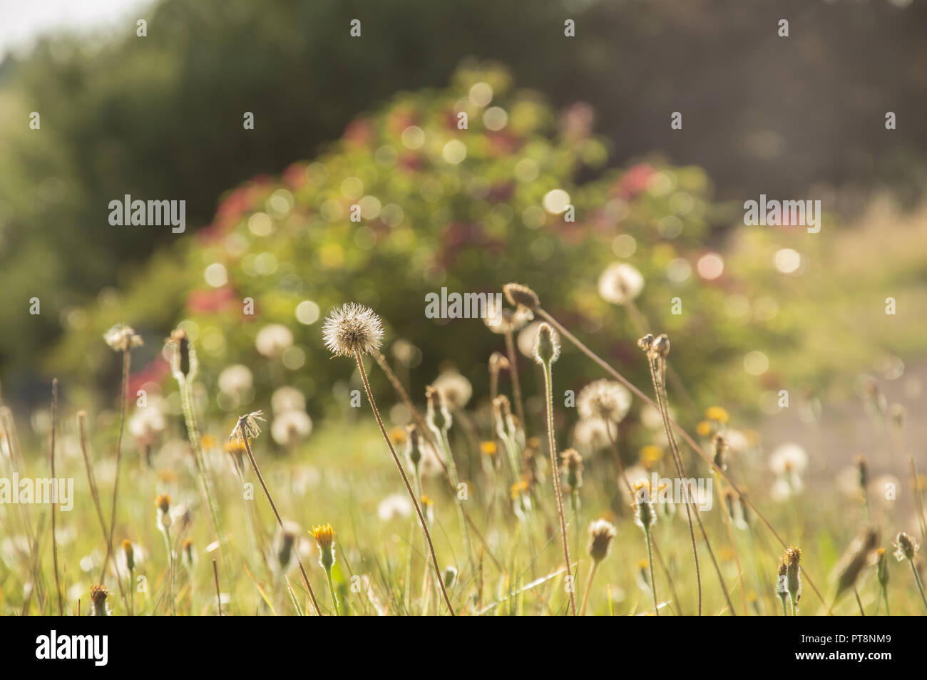 A summer meadow artistically blurred with dandelions backlighted by the evening sun Stock Photo