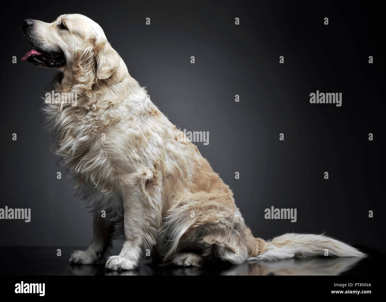 Golden retriever sitting in a grey photo background Stock Photo - Alamy