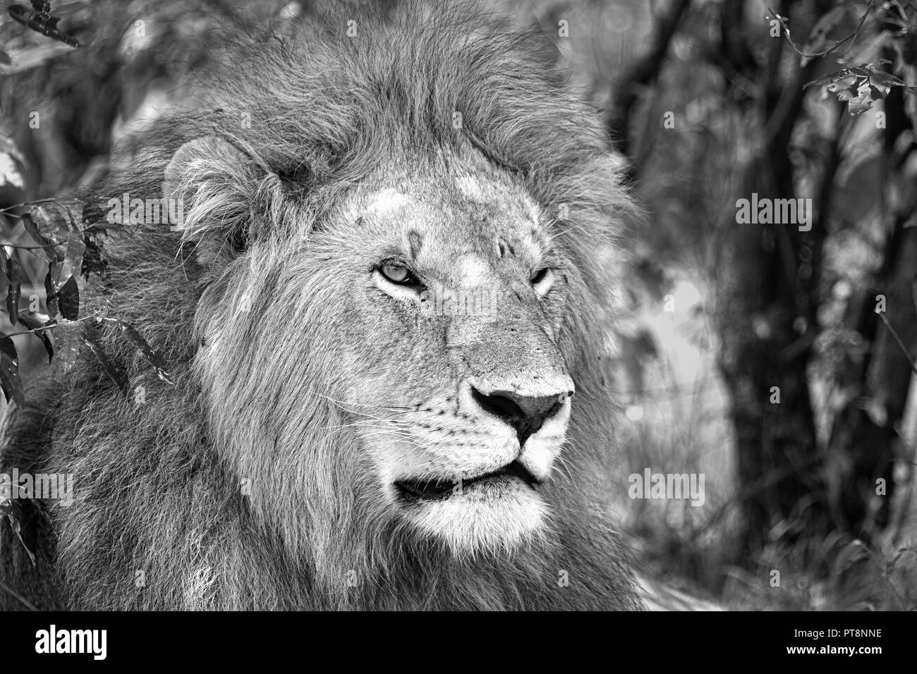 Black and white Lion of Africa (Masai Mara) resting, Kenya, Africa Stock Photo