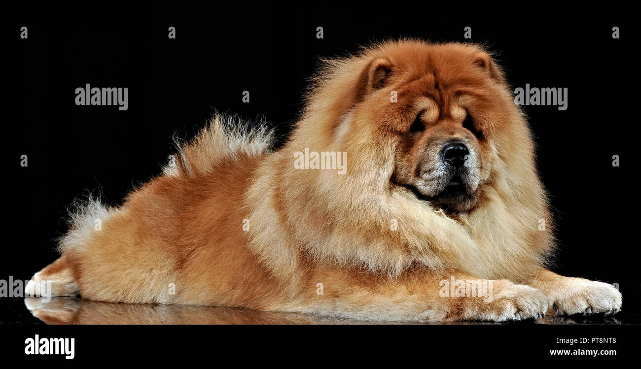 Beautiful chow chow posing in a photo studio Stock Photo - Alamy