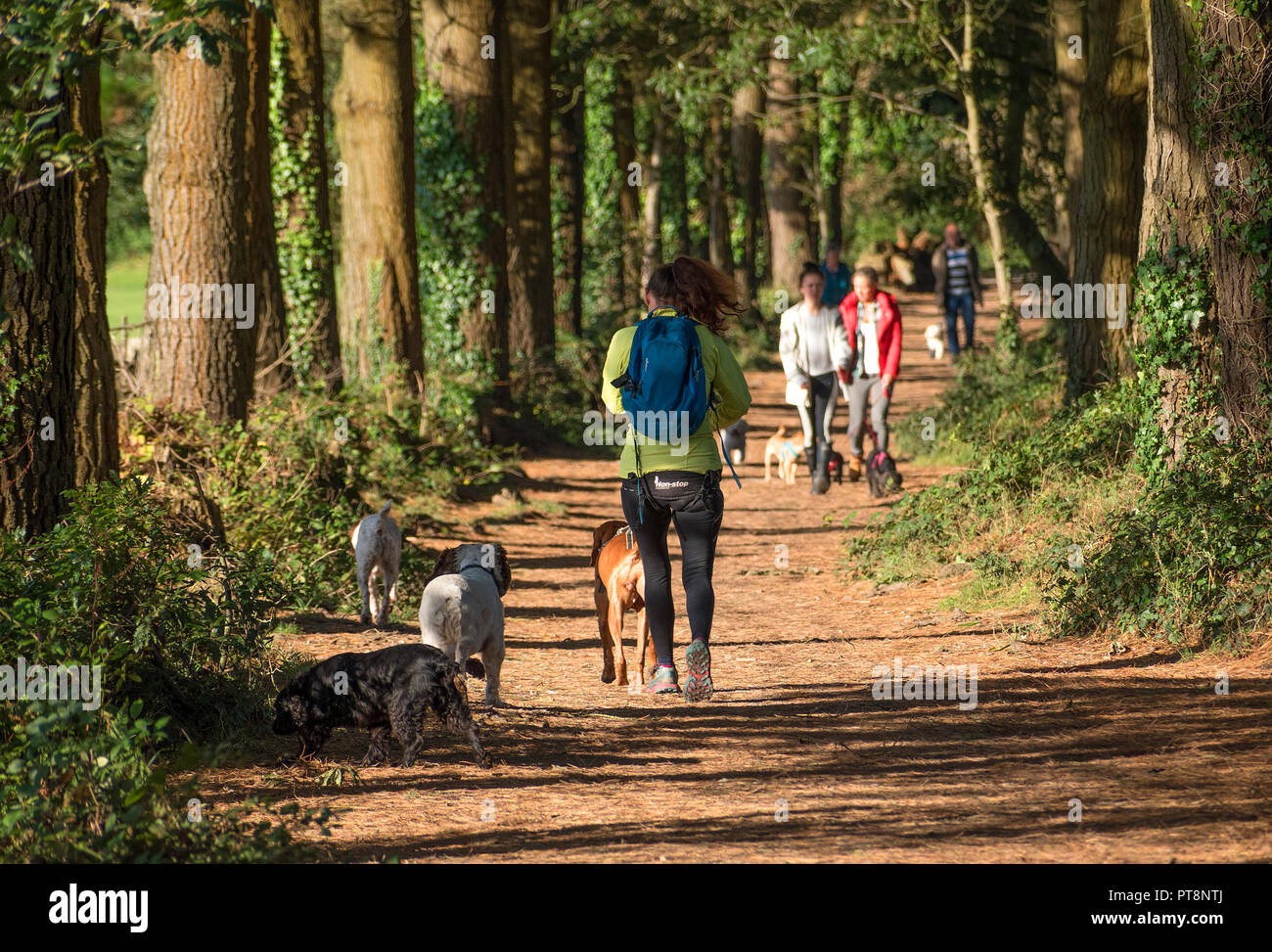 people walking dogs in tehidy woods near redruth cornwall, england, britain, uk. Stock Photo