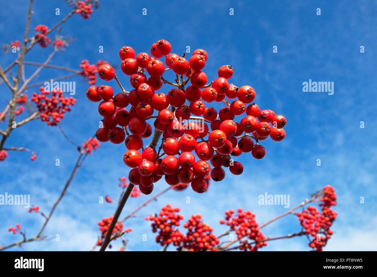 rowan berries on mountain ash, rowan tree, against blue sky. Stock Photo