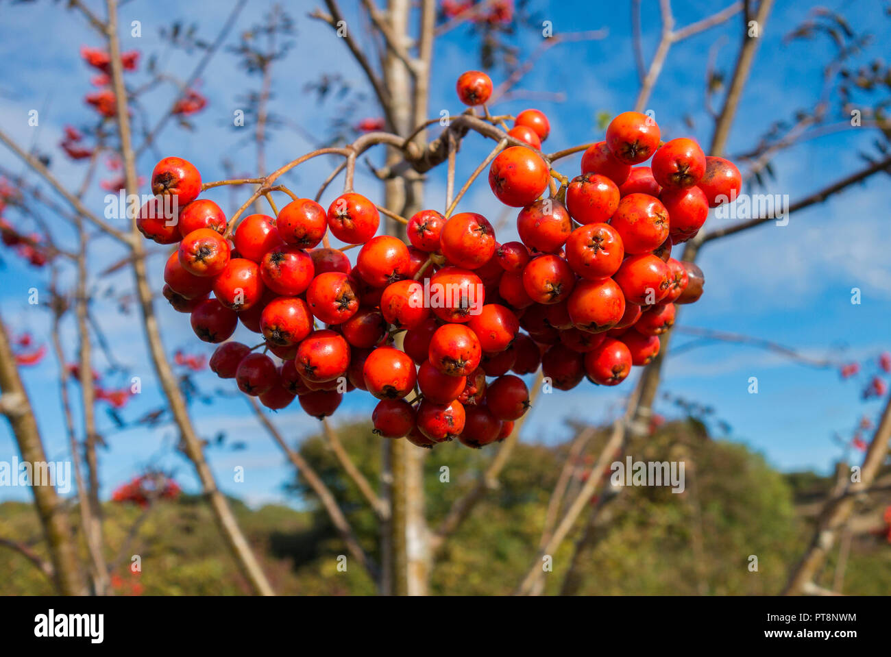 rowan berries on mountain ash, rowan tree, against blue sky. Stock Photo