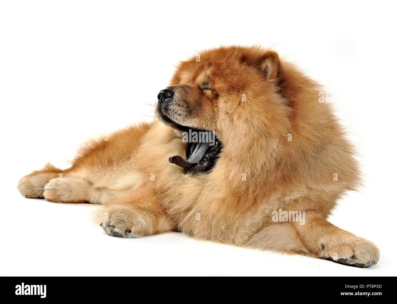 Beautiful chow chow posing in a photo studio Stock Photo - Alamy