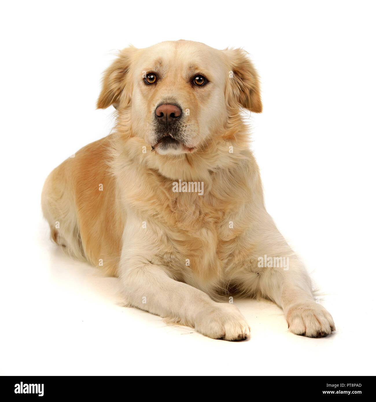Studio shot of an adorable mixed breed dog lying on white background ...