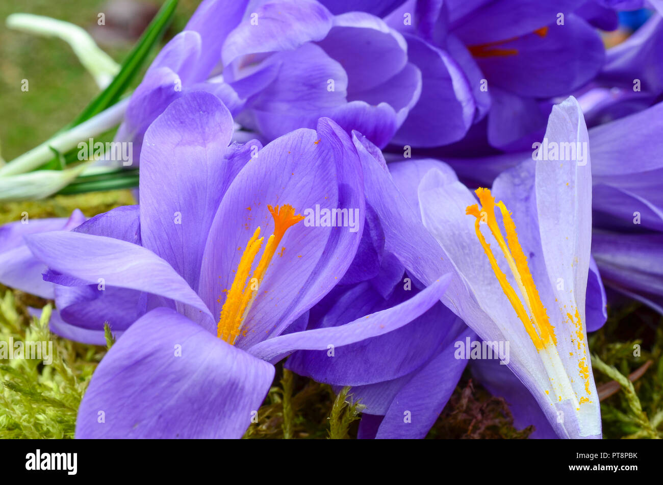 Saffron or Crocus sativus, close up view on spicy stamens and pestle in