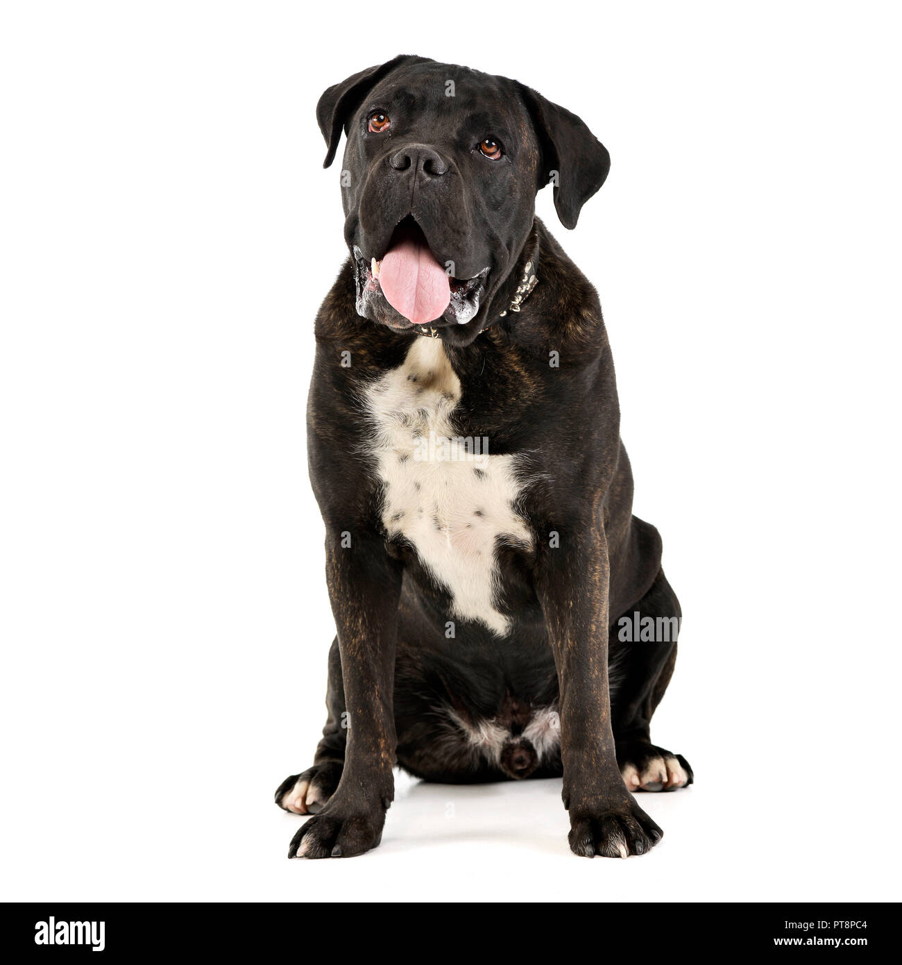 Cane corso tongue hires stock photography and images Alamy