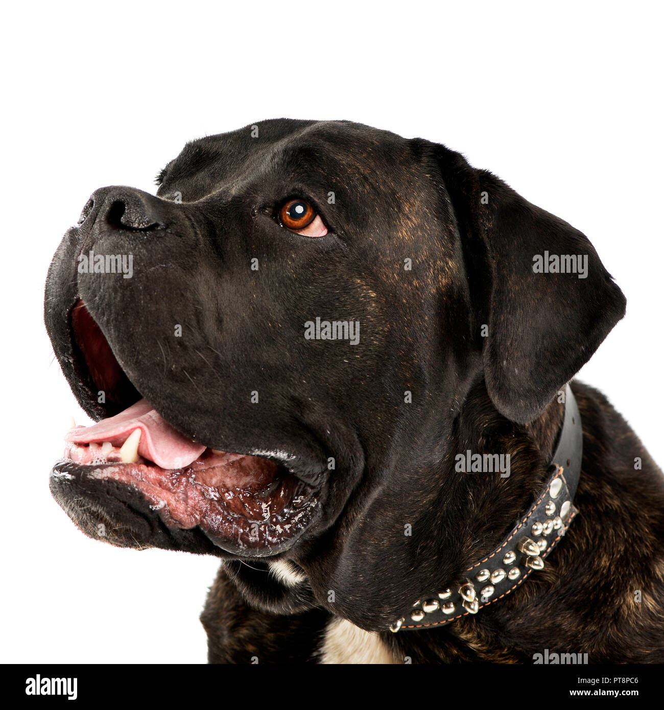 Side view lovely cane corso hi-res stock photography and images - Alamy