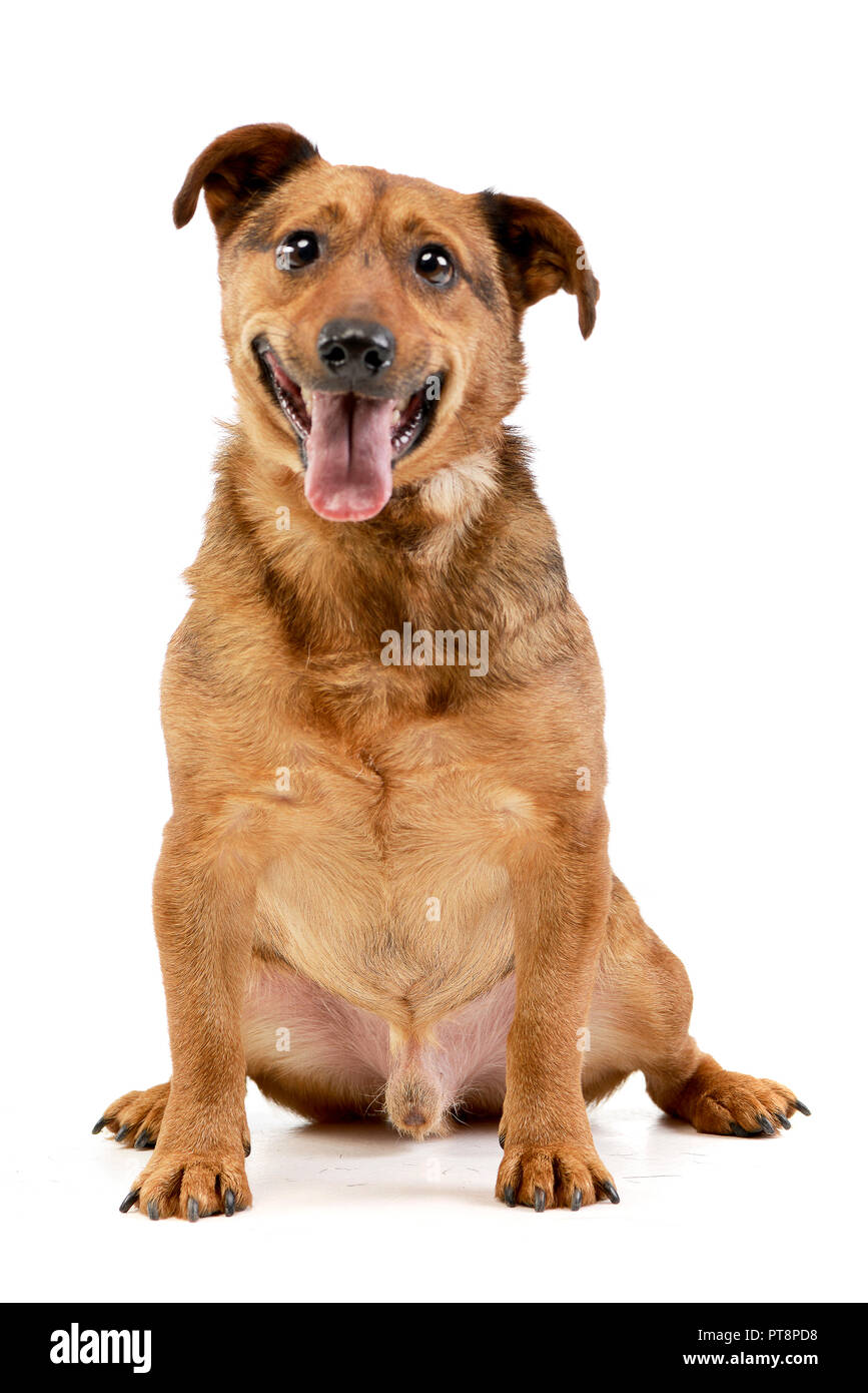 Studio shot of an adorable mixed breed dog sitting on white background ...