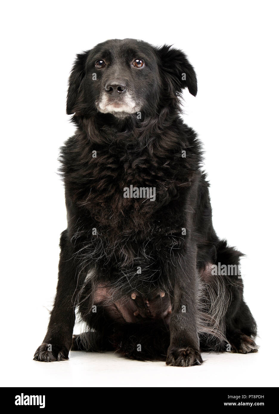 Studio shot of an adorable mixed breed dog sitting on white background ...