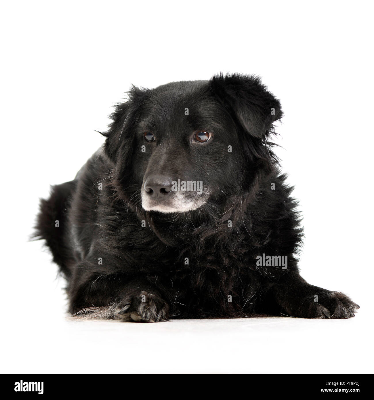 Studio shot of an adorable mixed breed dog lying on white background ...