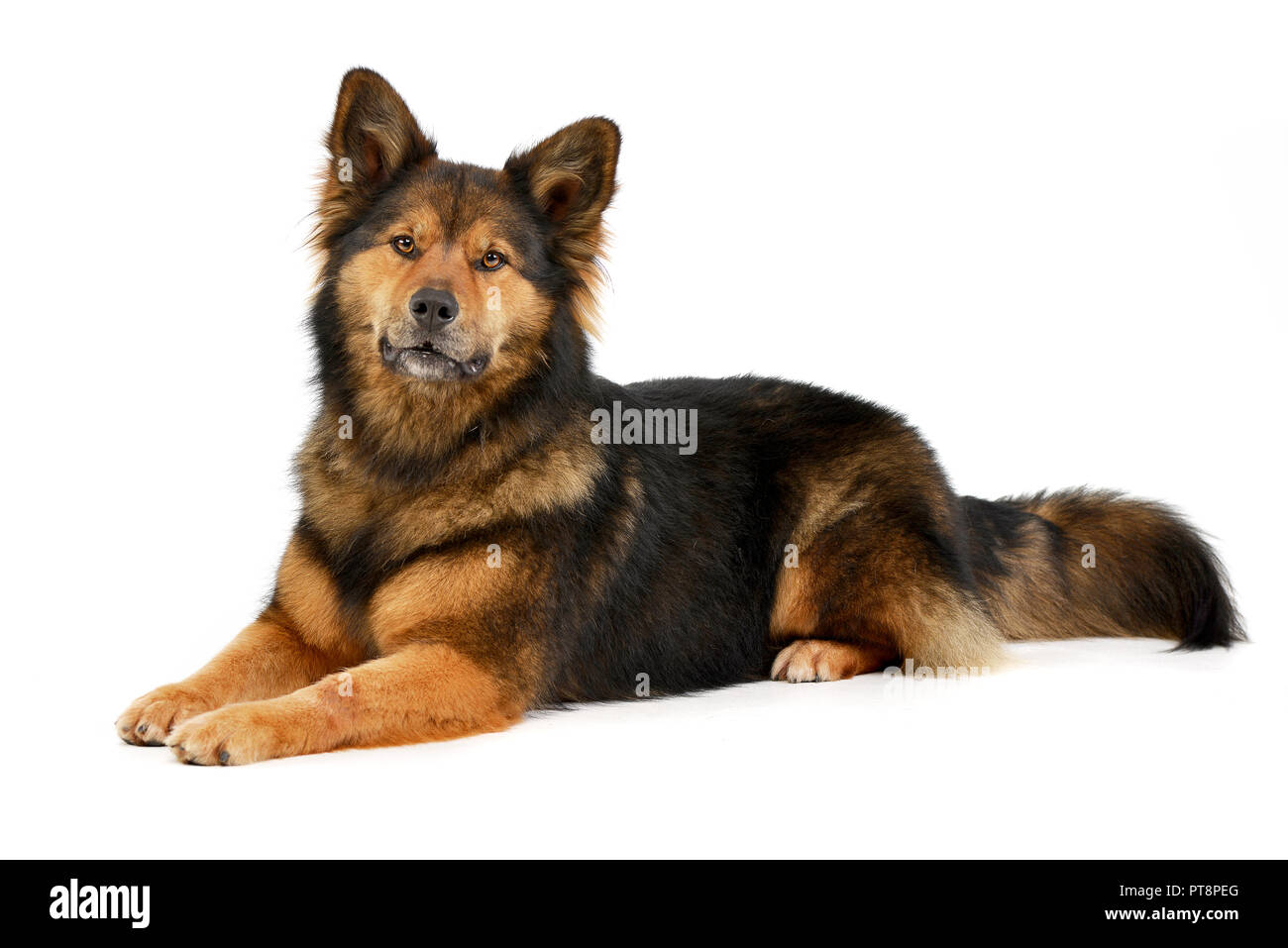 Studio shot of an adorable mixed breed dog lying on white background ...