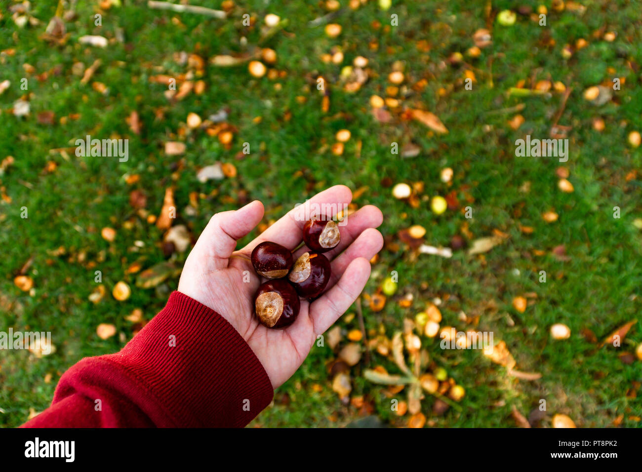 Male hand holding four horse chestnuts Stock Photo