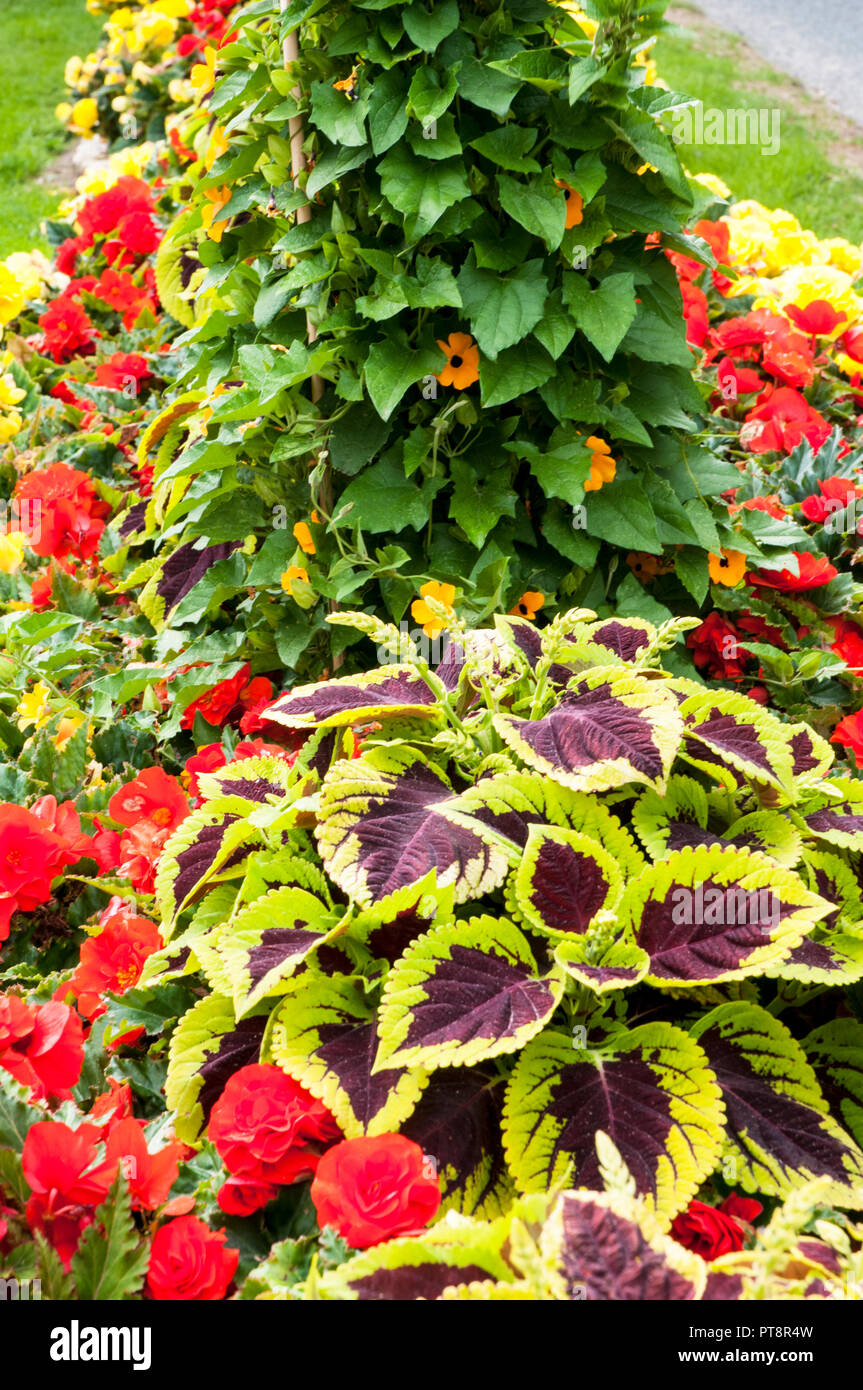 Roadside flower display of Coleus Begonia semperflorens and Thungbergia alata or Black -eyed Susan Stock Photo