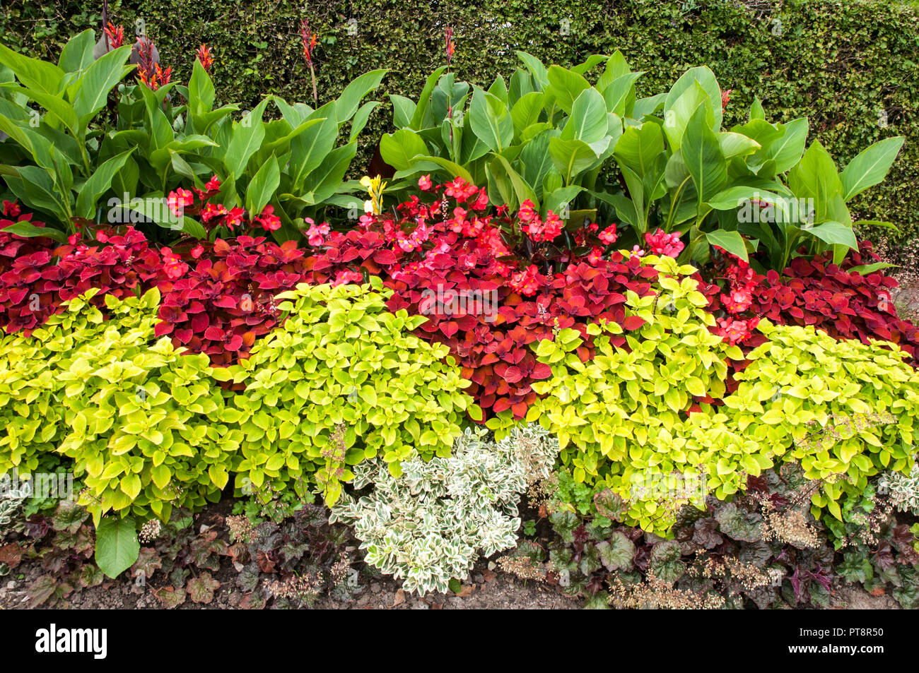 Roadside flower border containing Heuchera Coleus Begonia semperflorens and Canna. Stock Photo