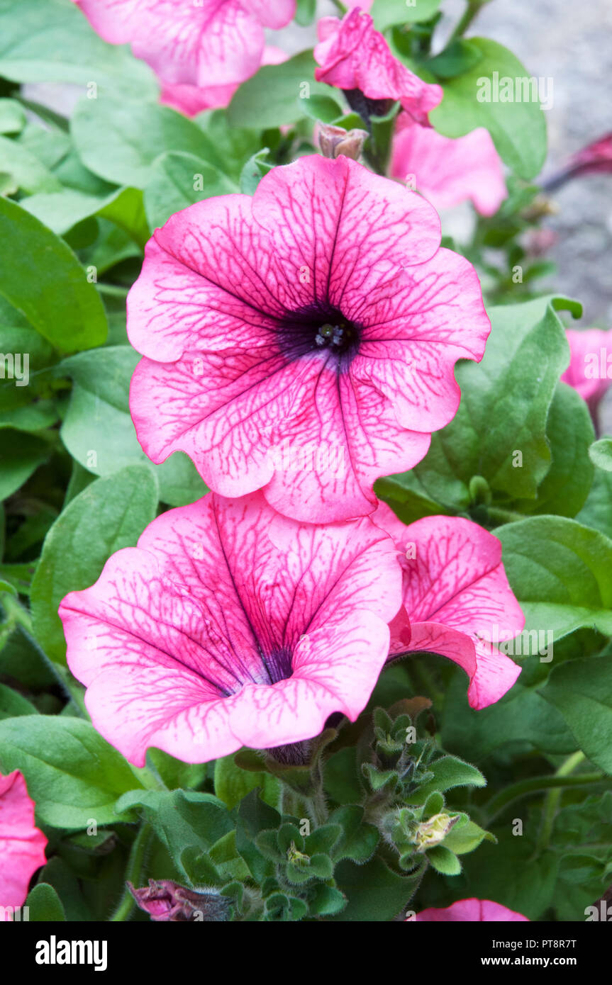 Surfinia Petunia Hot Red against background of green leaves. Ideal border or basket plant. Stock Photo