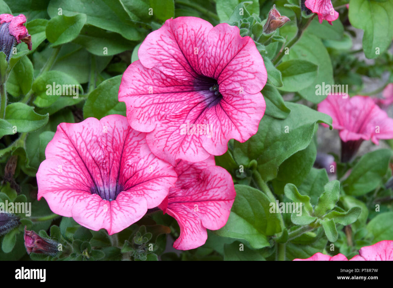 Close up of Surfinia Petunia Hot Red against background of green leaves. Ideal border or basket plant. Stock Photo