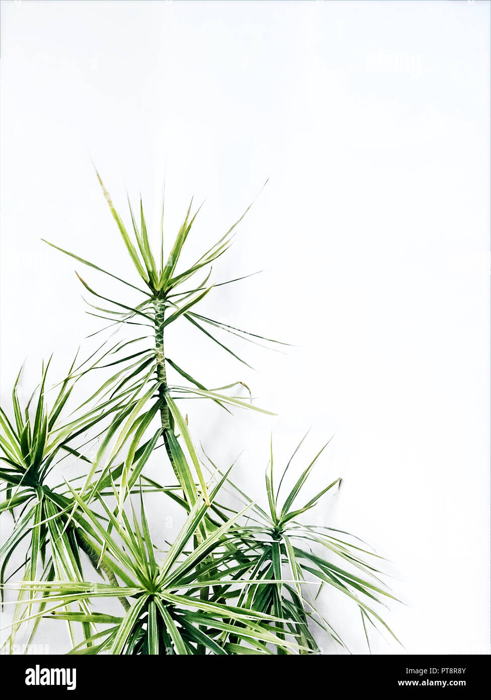 Long narrow leaves hi-res stock photography and images - Alamy