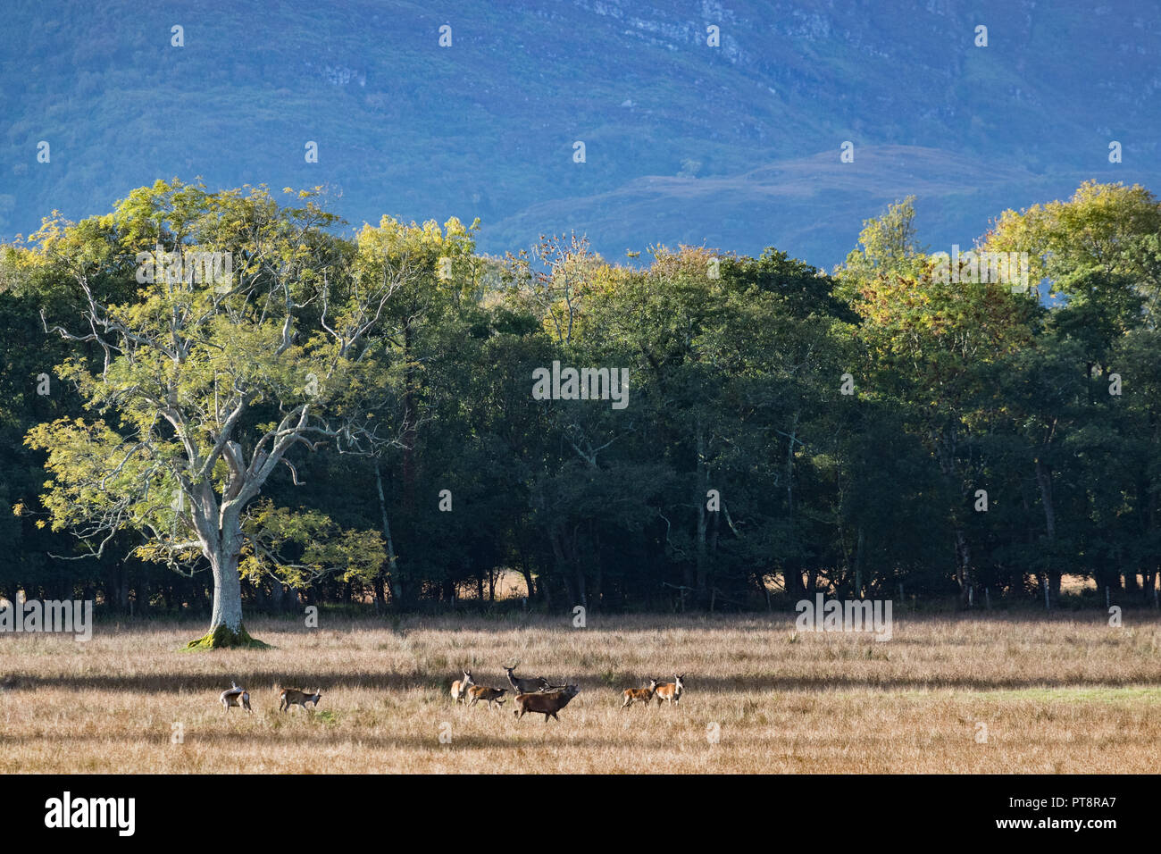 Red stag deer in Killlarney national park landscape Stock Photo