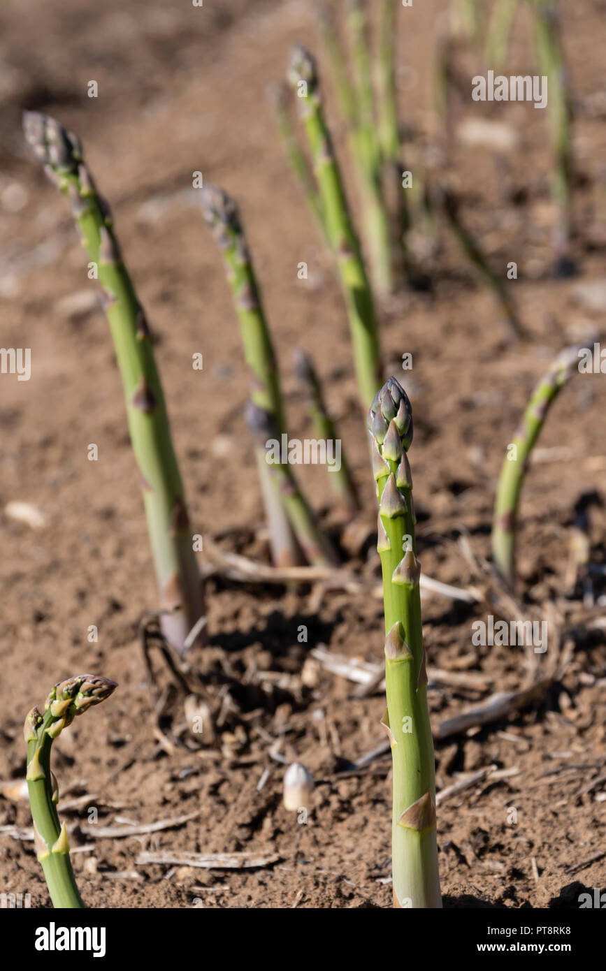 Asparagus farm hires stock photography and images Alamy