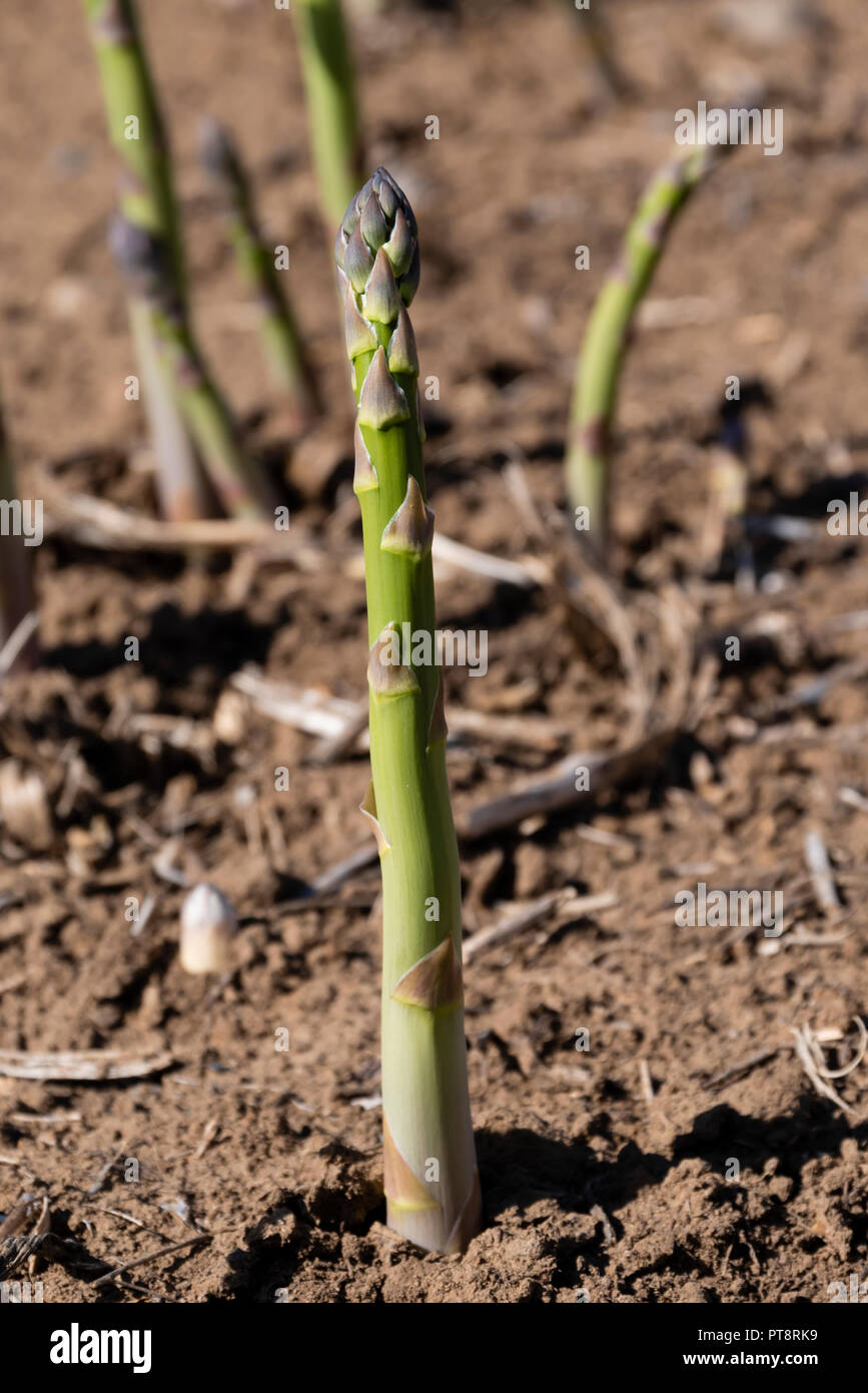 Asparagus farm hires stock photography and images Alamy