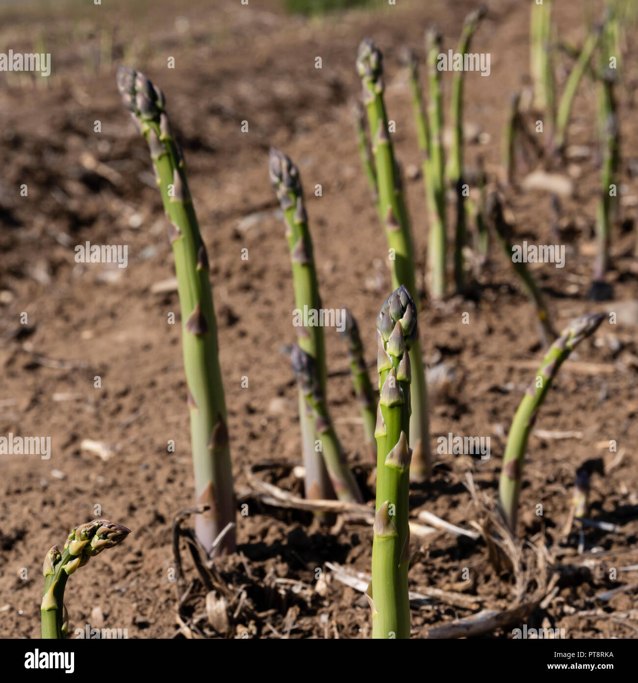 Asparagus Farm High Resolution Stock Photography and Images Alamy