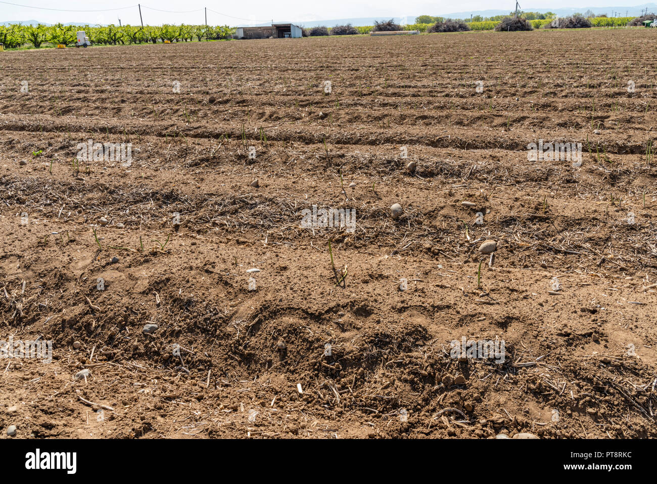 Asparagus farm hires stock photography and images Alamy