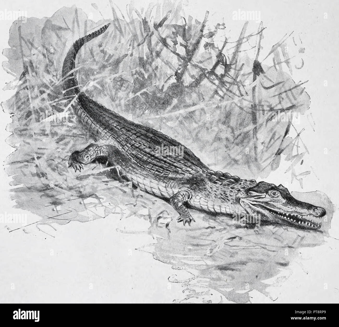 Premium Photo  Pencil sketch cute crocodile animal drawing ai generated